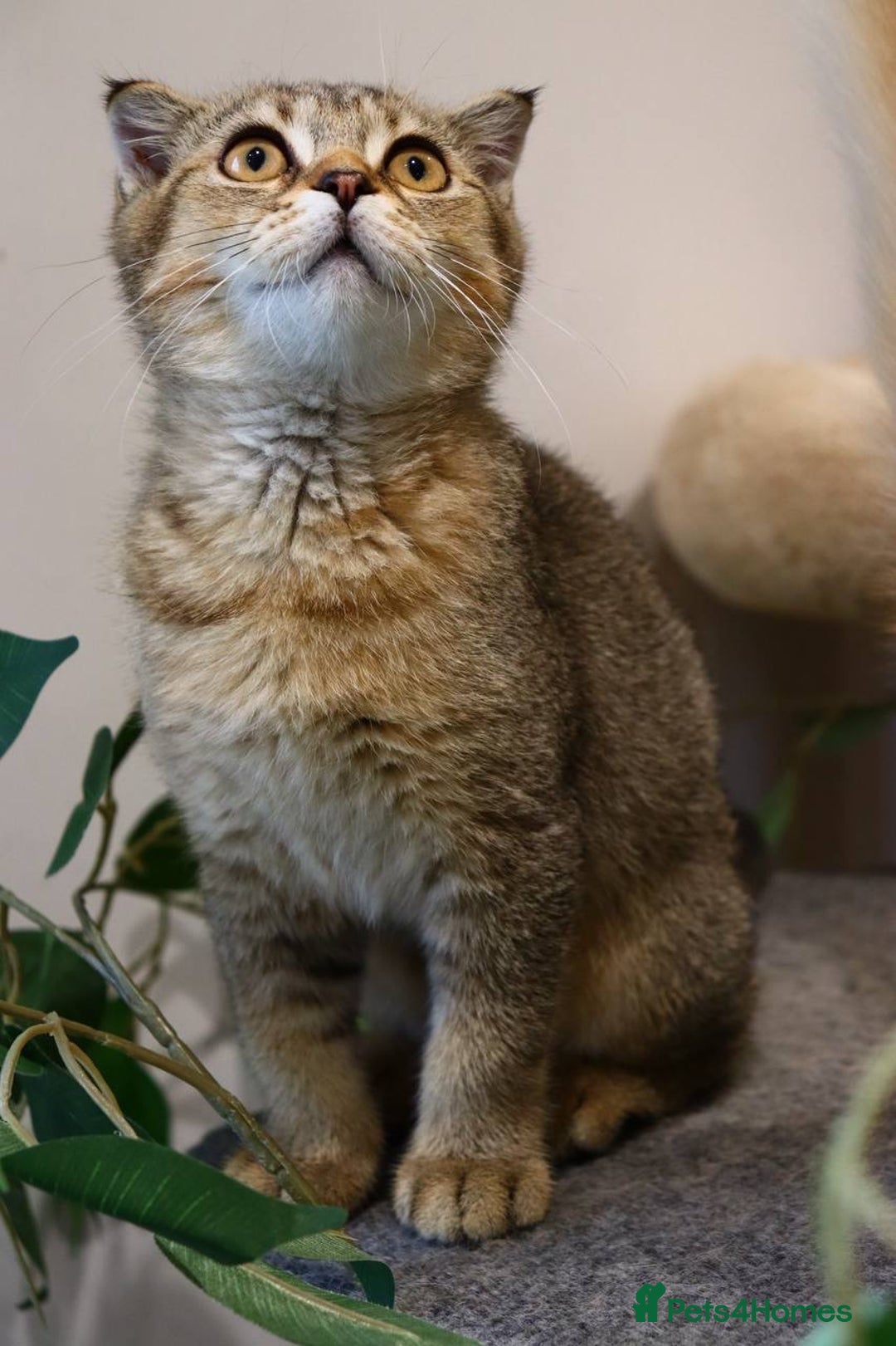 Scottish Fold cats for sale: Ready TICA reg stunning kittens available  - Image 38
