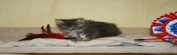 Maine Coon cats for sale: Gorgeous Maine Coon kittens from the Grand Cham - Advert 10