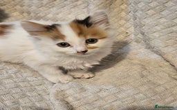 Mixed Breed cats for sale: 8 lovely kittens for sale - Image 18