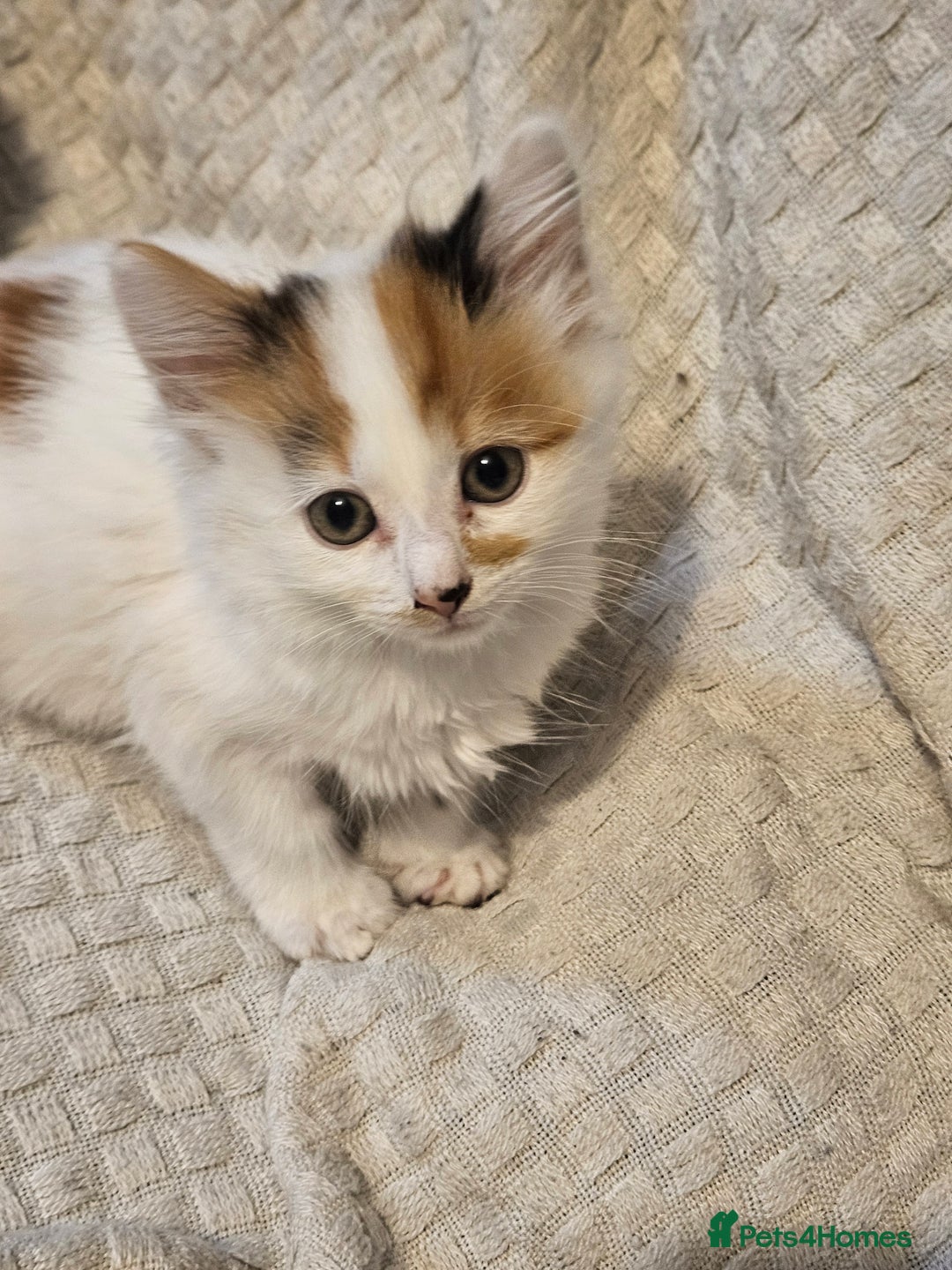 Mixed Breed cats for sale: 8 lovely kittens for sale - Image 18