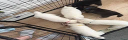 Siberian Husky dogs for sale: Siberian husky puppies - Advert 29