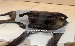 Mixed Breed dogs for sale: Male puppy ready for rehoming  - Image 5