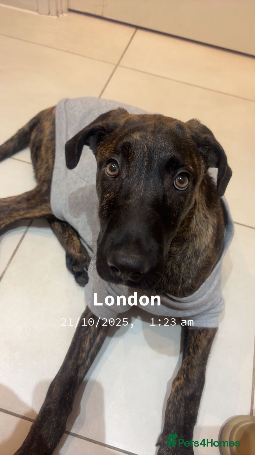 Mixed Breed dogs for sale: Male puppy ready for rehoming  - Image 5