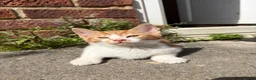 Mixed Breed cats for sale: Gorgeous kittens - Advert 7