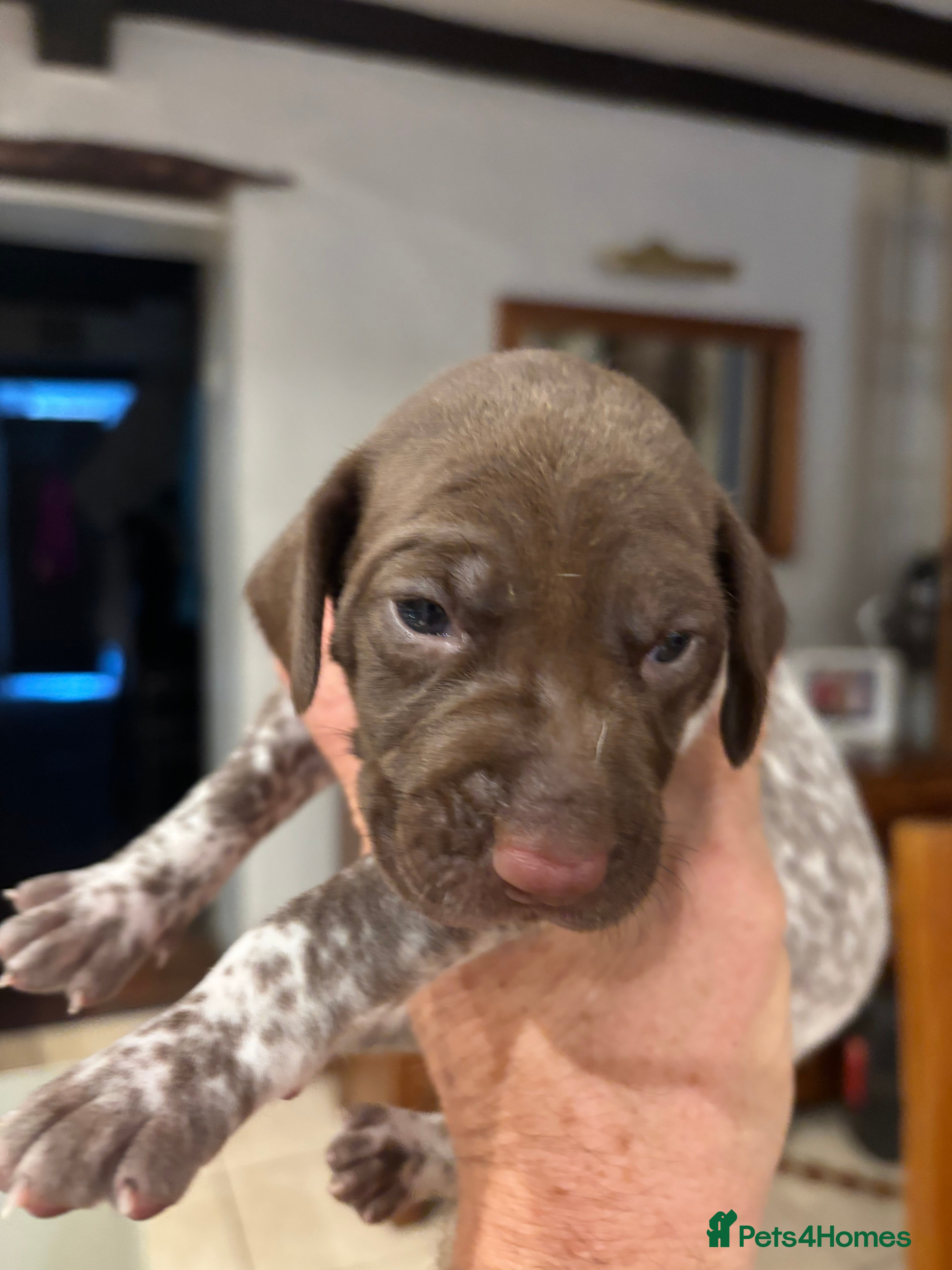 German Shorthaired Pointer dogs Adorable German Shorthaired Pointer Puppies  - Advert 2