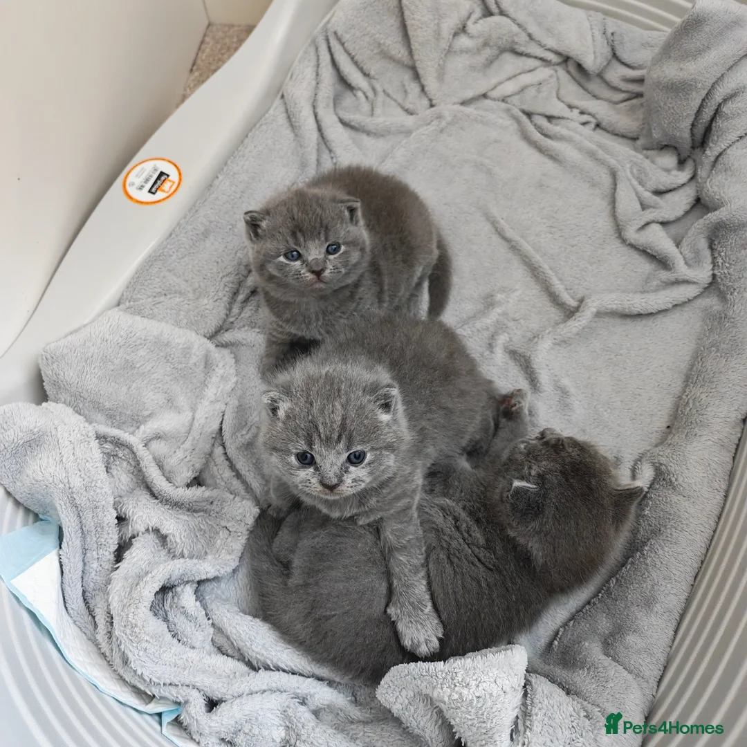 British Shorthair cats for sale: ✨British Shorthair Kittens Ready for Loving Home!✨ - Advert 16