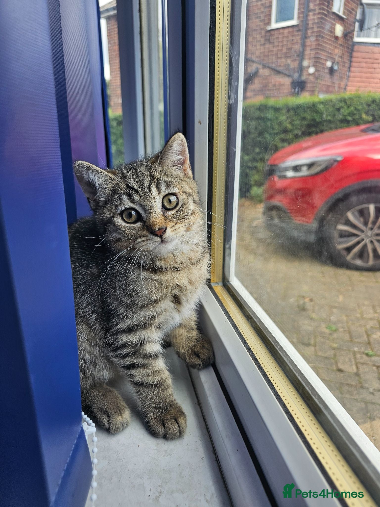 British Shorthair cats ✨️last male British Shorthair kitten  ✨️ - Advert 16