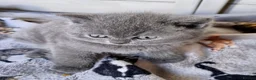 British Shorthair cats for sale: BRITISH SHORTHAIR KITTENS GCCF REGISTERED - Advert 15