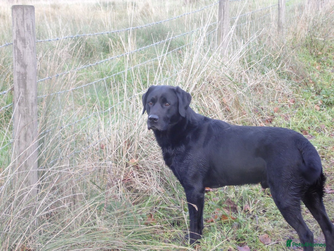 Labrador Retriever dogs for sale: Beautiful black Labrador puppies  - Image 14