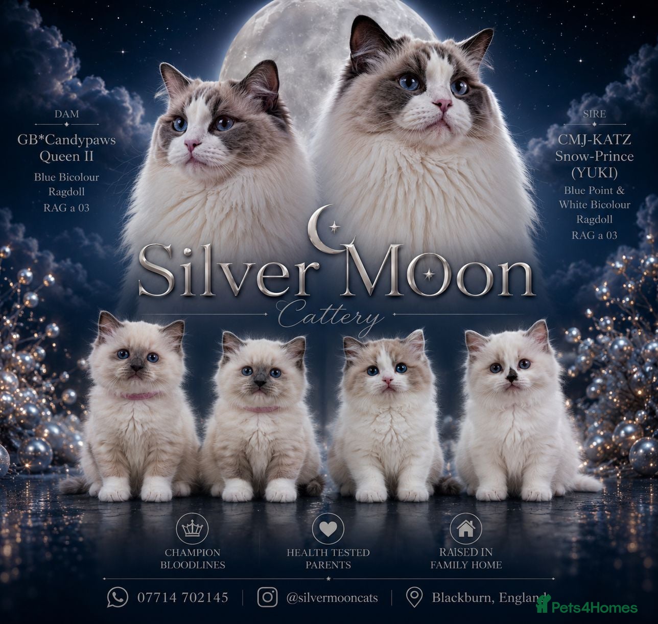Ragdoll cats Ragdall Gccf Bicolour/Mitted ChampionBloodlines - Advert 7