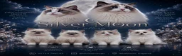 Ragdoll cats for sale: Ragdall Gccf Bicolour/Mitted ChampionBloodlines - Advert 18