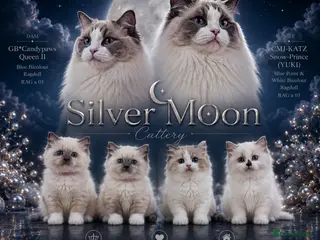 Ragdoll cats Ragdall Gccf Bicolour/Mitted ChampionBloodlines - Advert 7