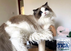 Ragdoll cats Rogdoll Boy - Advert 1