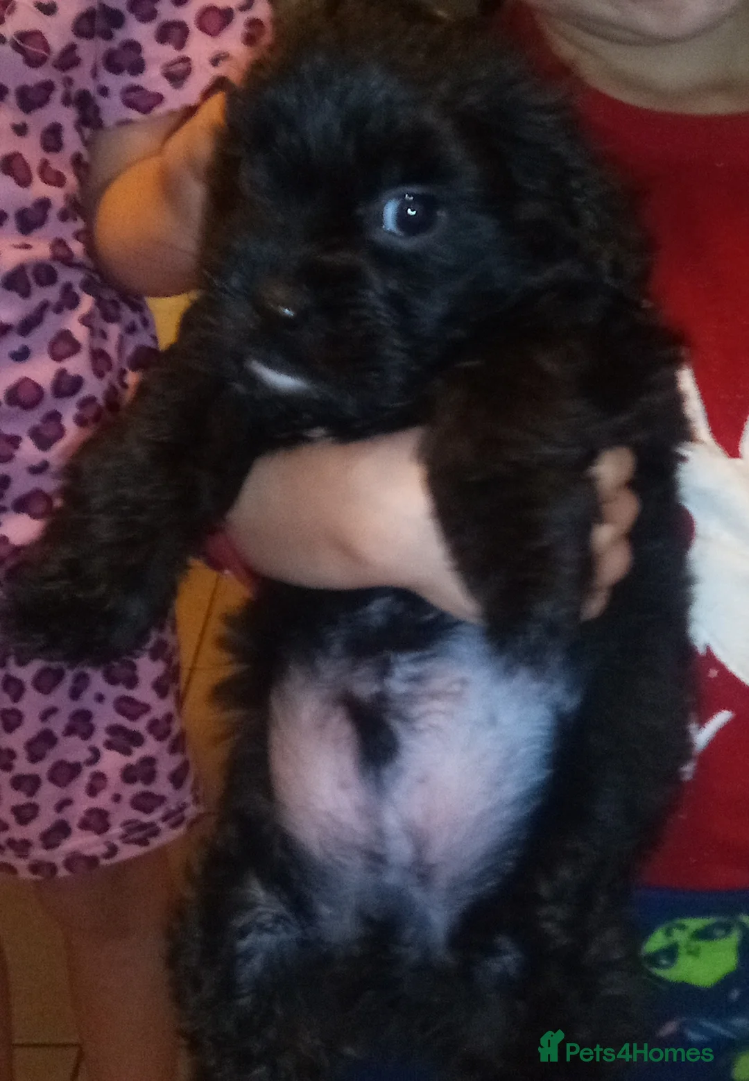 Patterdale Terrier dogs for sale: Patterdale terrier for sale  - Advert 3