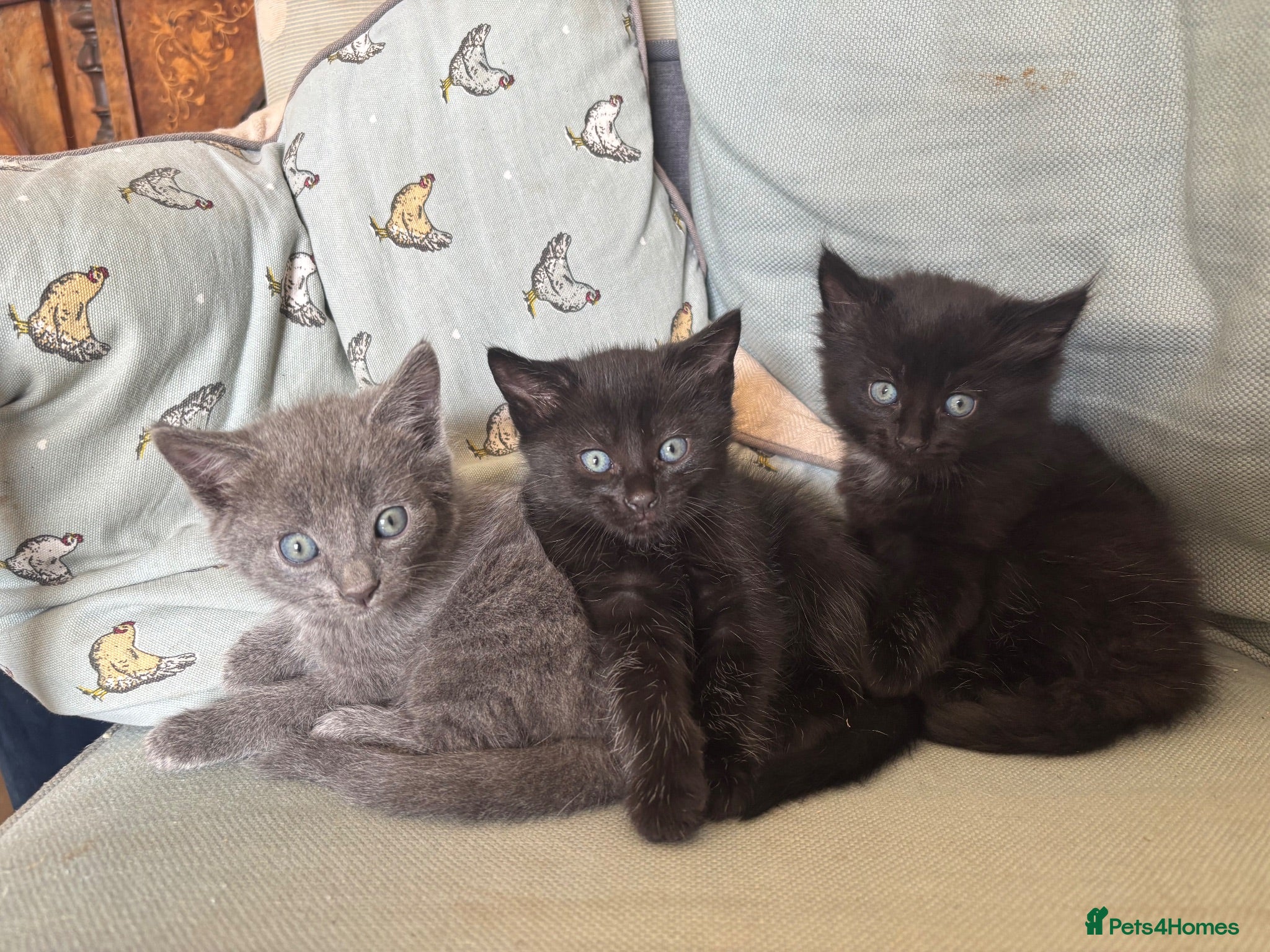 Mixed Breed cats 3 beautiful kittens ready for their forever homes  - Advert 4