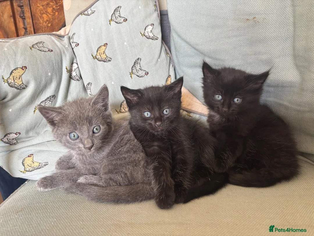 Mixed Breed cats for sale: 3 beautiful kittens looking for forever homes  - Advert 1