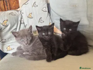 Mixed Breed cats 3 beautiful kittens ready for their forever homes - Advert 4