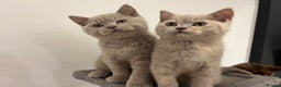 British Shorthair cats for sale: Pedigree British Shorthair Kittens Golden & Lilac - Advert 9