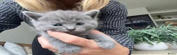 British Shorthair cats for sale: Our British Shorthair has had 5 Beautiful Kittens - Advert 13
