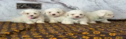 Coton De Tulear dogs for sale: Coton du tulear pups - Advert 2