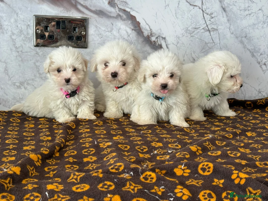 Coton De Tulear dogs for sale: Coton du tulear pups - Advert 2