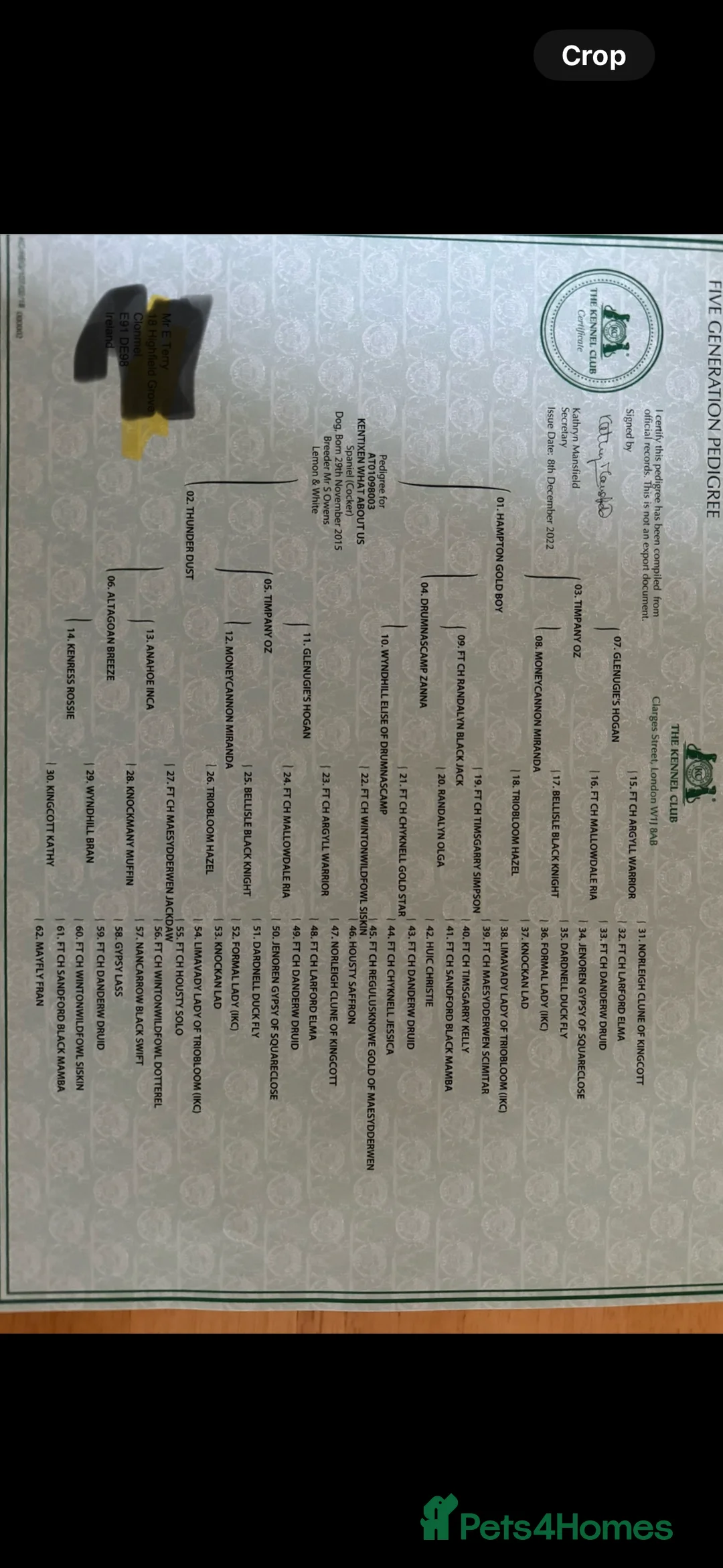 Cocker Spaniel dogs for stud: Working Cocker Spaniel available for Stud  in Chelmsford - Advert 29