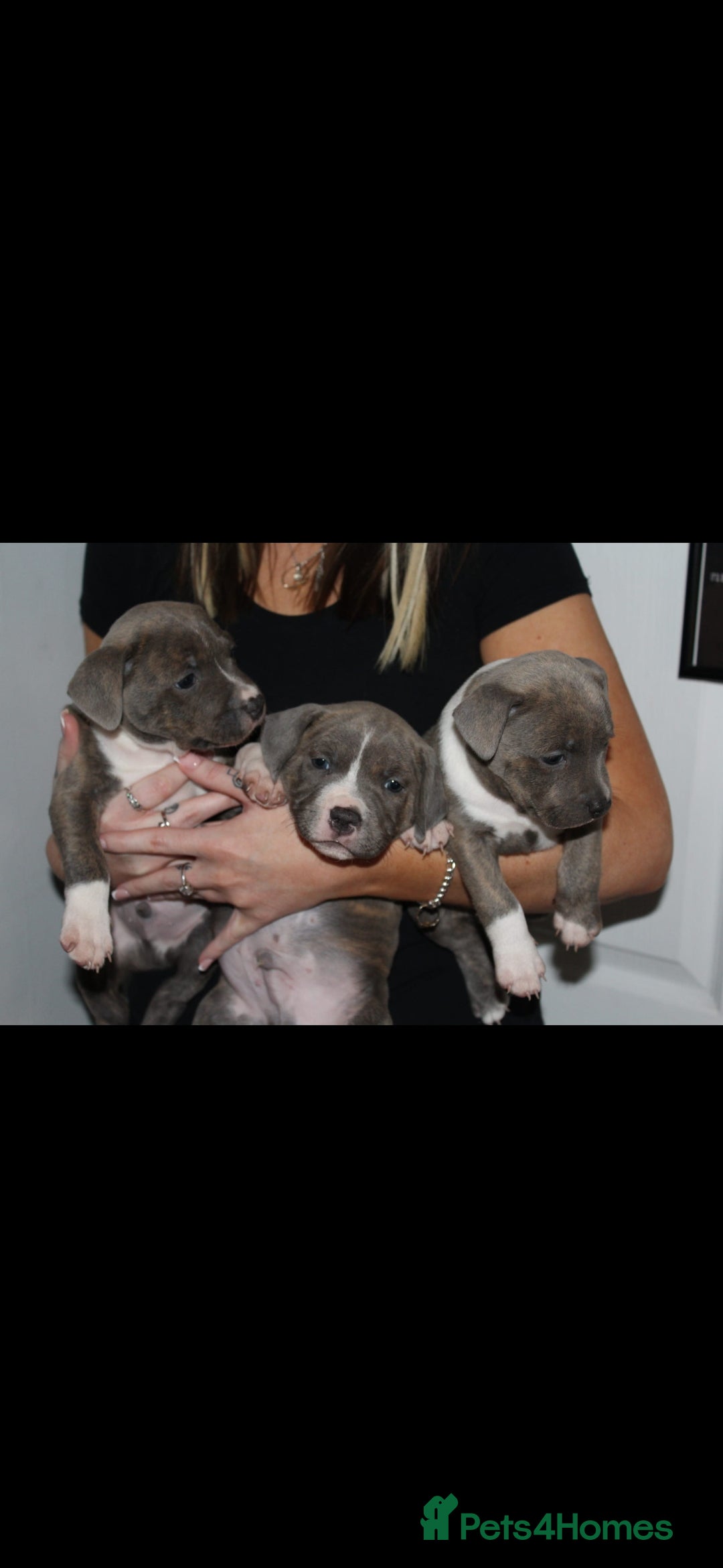 Staffordshire Bull Terrier dogs for sale: Staffy Puppies. Exceptional Temperament. - Advert 2
