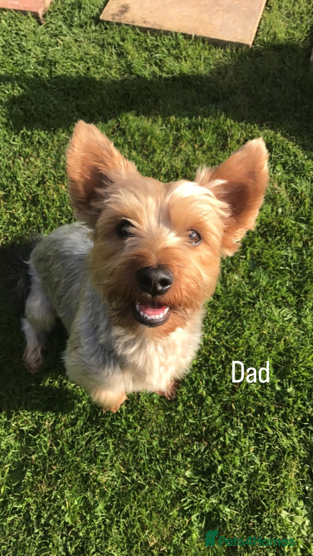 Chorkie dogs for sale: CHORKIE PUPS AVAILABLE NOW - Advert 6