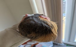 Guinea Pig rodents for sale: 2 Female Guinea Pigs  - Image 5