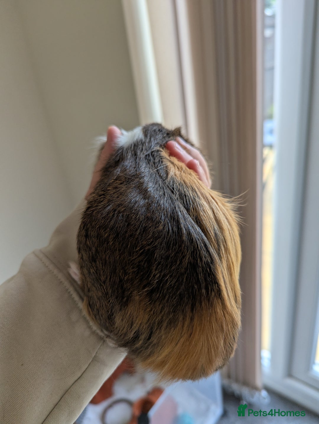 Guinea Pig rodents for sale: 2 Female Guinea Pigs  - Image 5