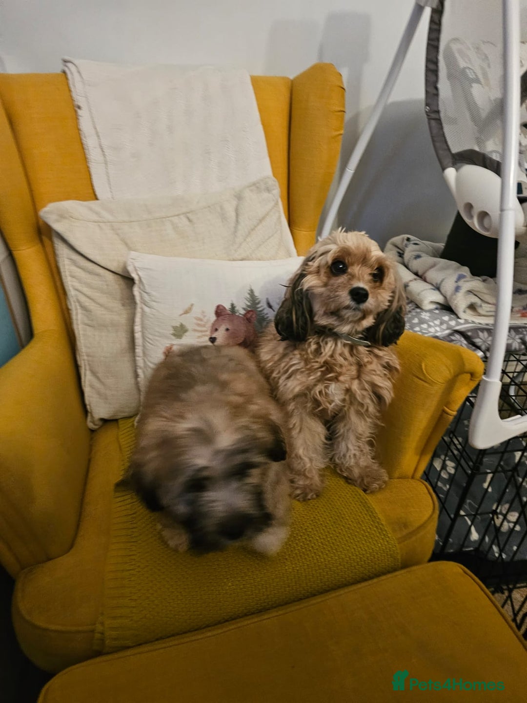 Mixed Breed dogs for sale: Cavapoo cross puppy  - Advert 2