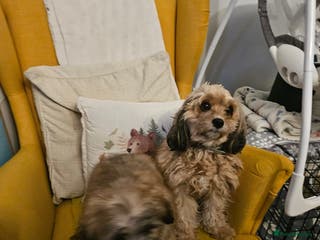 Mixed Breed dogs Cavapoo cross puppy - Advert 1