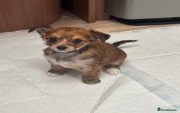 Shih Tzu dogs for sale: Shih tzu cross Yorkshire terrier - Image 4
