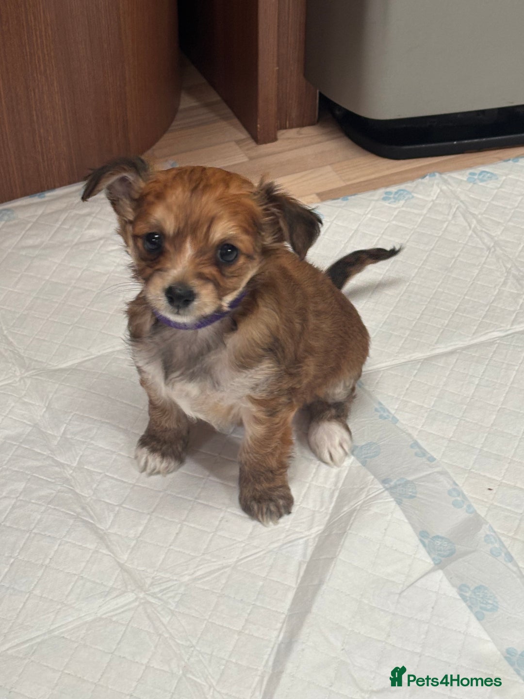 Shih Tzu dogs for sale: Shih tzu cross Yorkshire terrier - Image 4