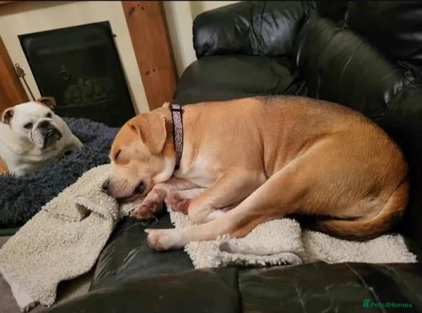 Mixed Breed dogs Poppy - Advert 7