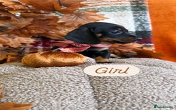 Dachshund dogs for sale: Beautiful dachshund puppies  - Image 21