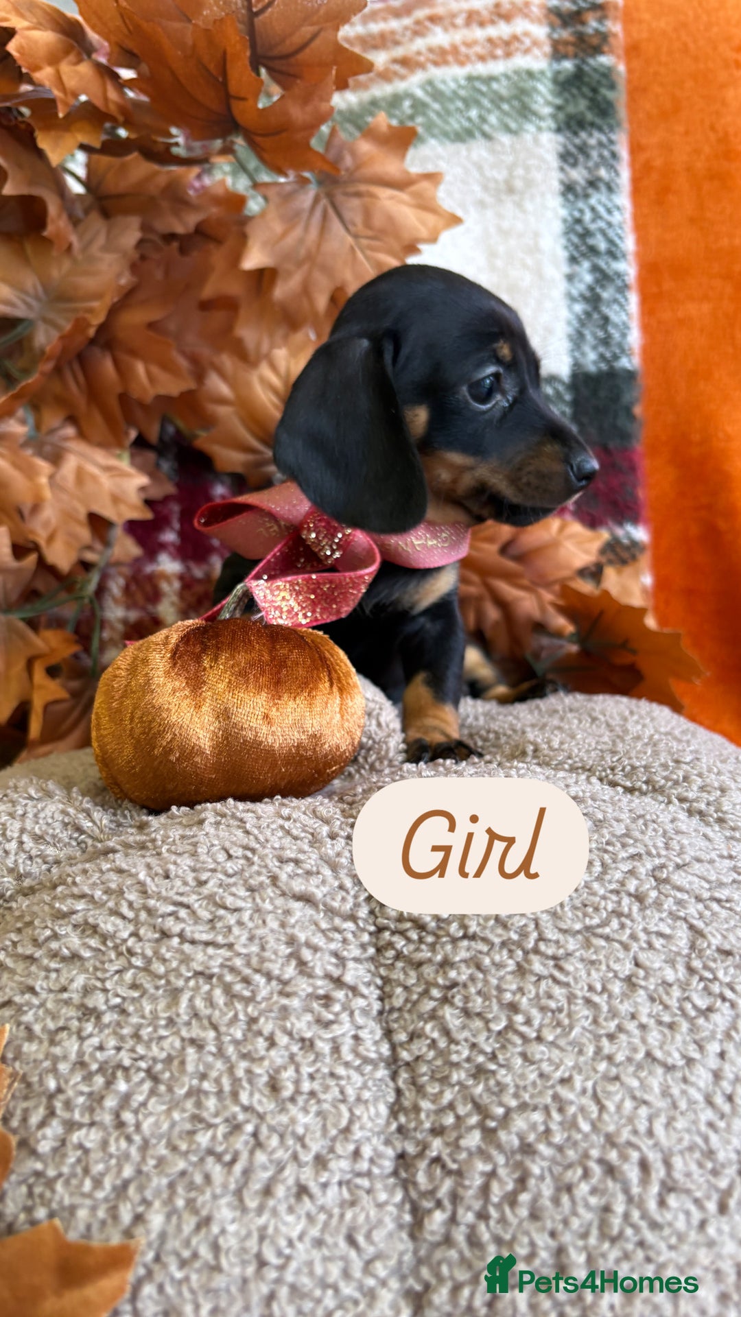 Dachshund dogs for sale: Beautiful dachshund puppies  - Image 21