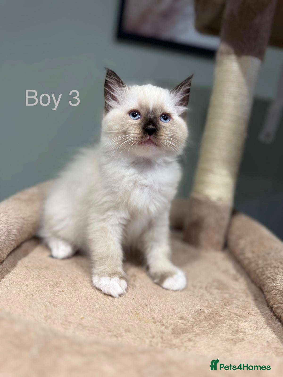 Ragdoll cats Beautiful purebred ragdoll kittens, 1 boy left  - Advert 1