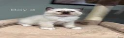 Ragdoll cats for sale: Beautiful purebred ragdoll kittens in Doncaster - Advert 28