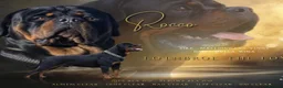 Rottweiler dogs for sale: Top quality KC Reg Rottweiler puppies  - Advert 6