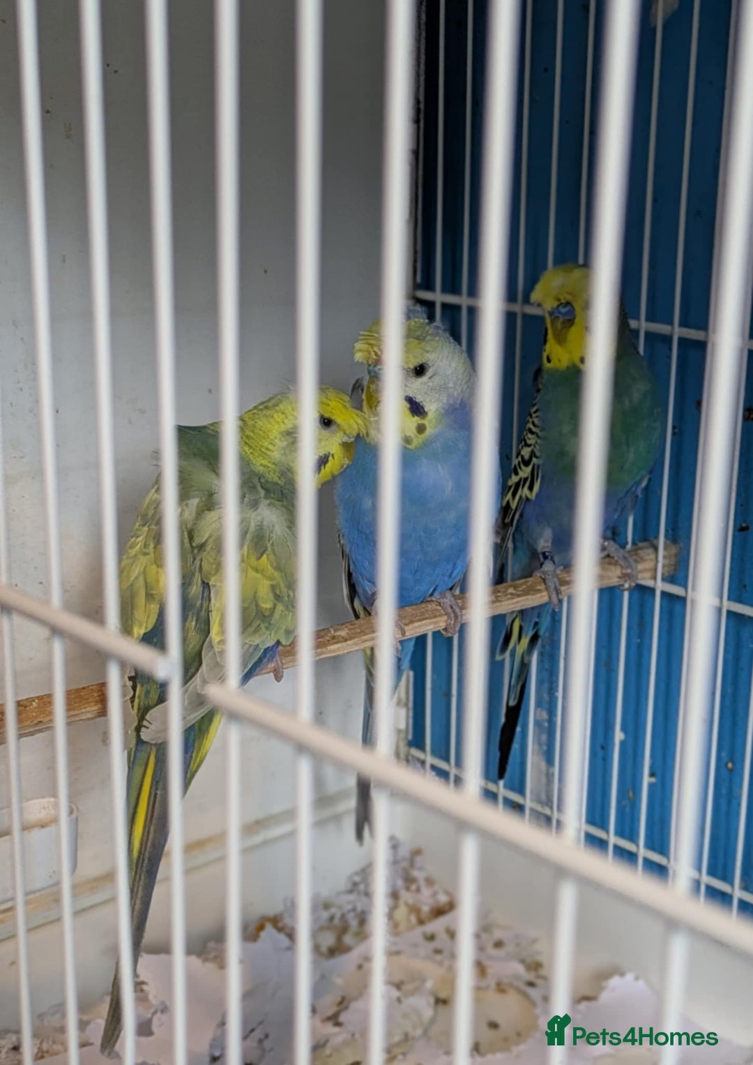 Budgerigars birds for sale: Clearbody colour budgierigar(minis) for sale. - Image 6