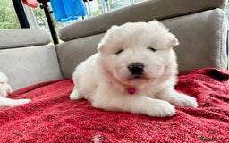 Samoyed dogs for sale: 🐾Adorable Samoyed puppies-ready soon! - Image 8