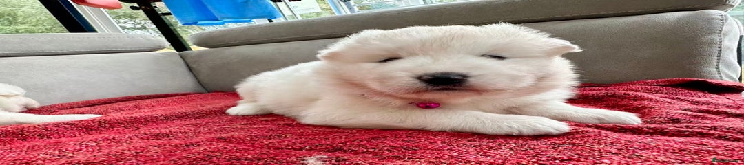 Samoyed Puppy 3
