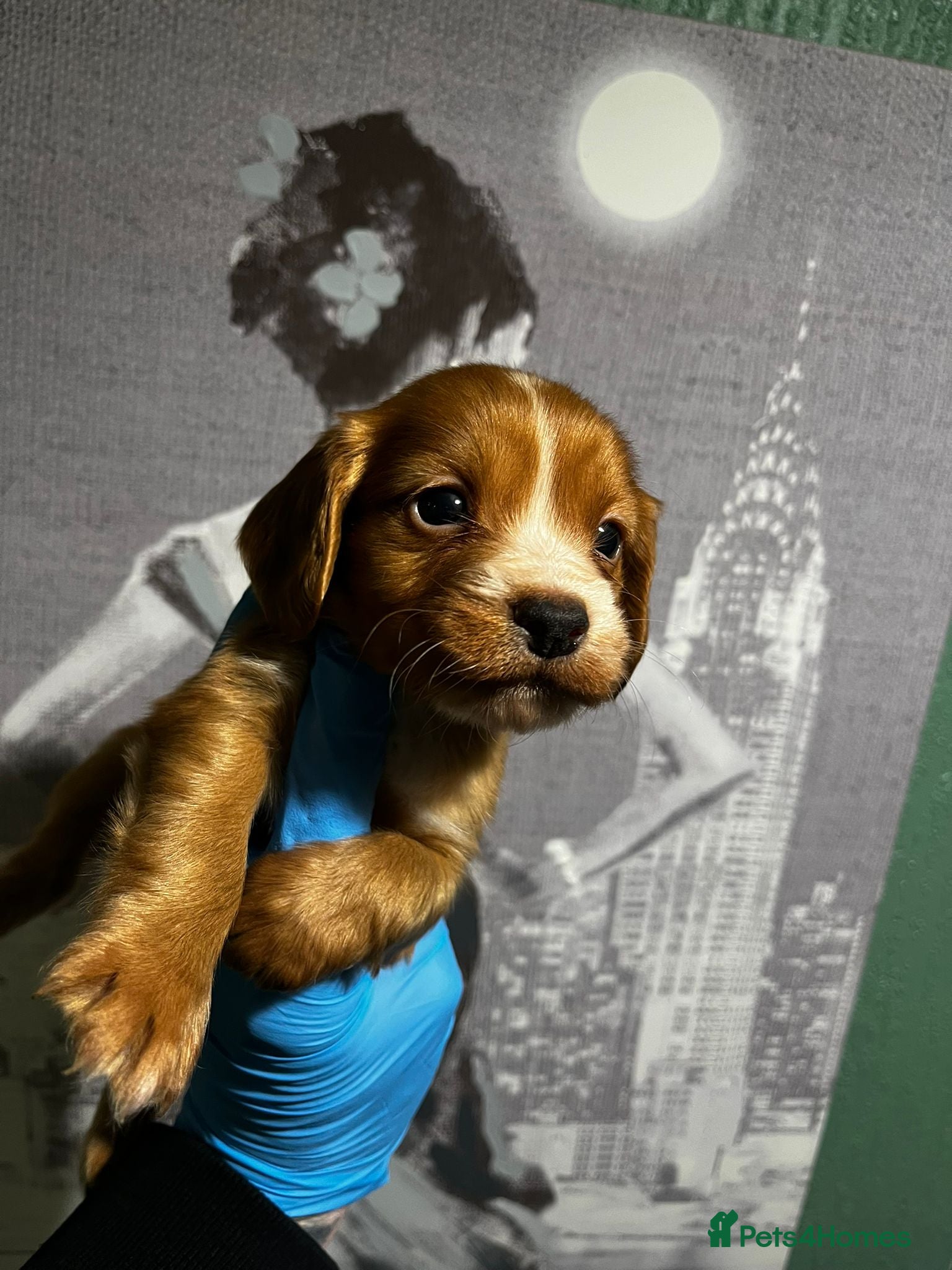 Cocker Spaniel dogs  KC cocker spaniel last boy available ready to go - Advert 8