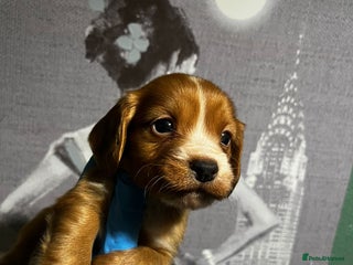 Cocker Spaniel dogs KC cocker spaniel last boy available ready to go - Advert 8