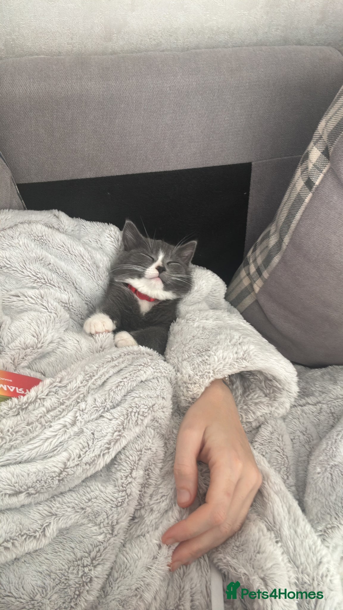 Maine Coon cats for sale: Mainecoon cross male kitten - Advert 5