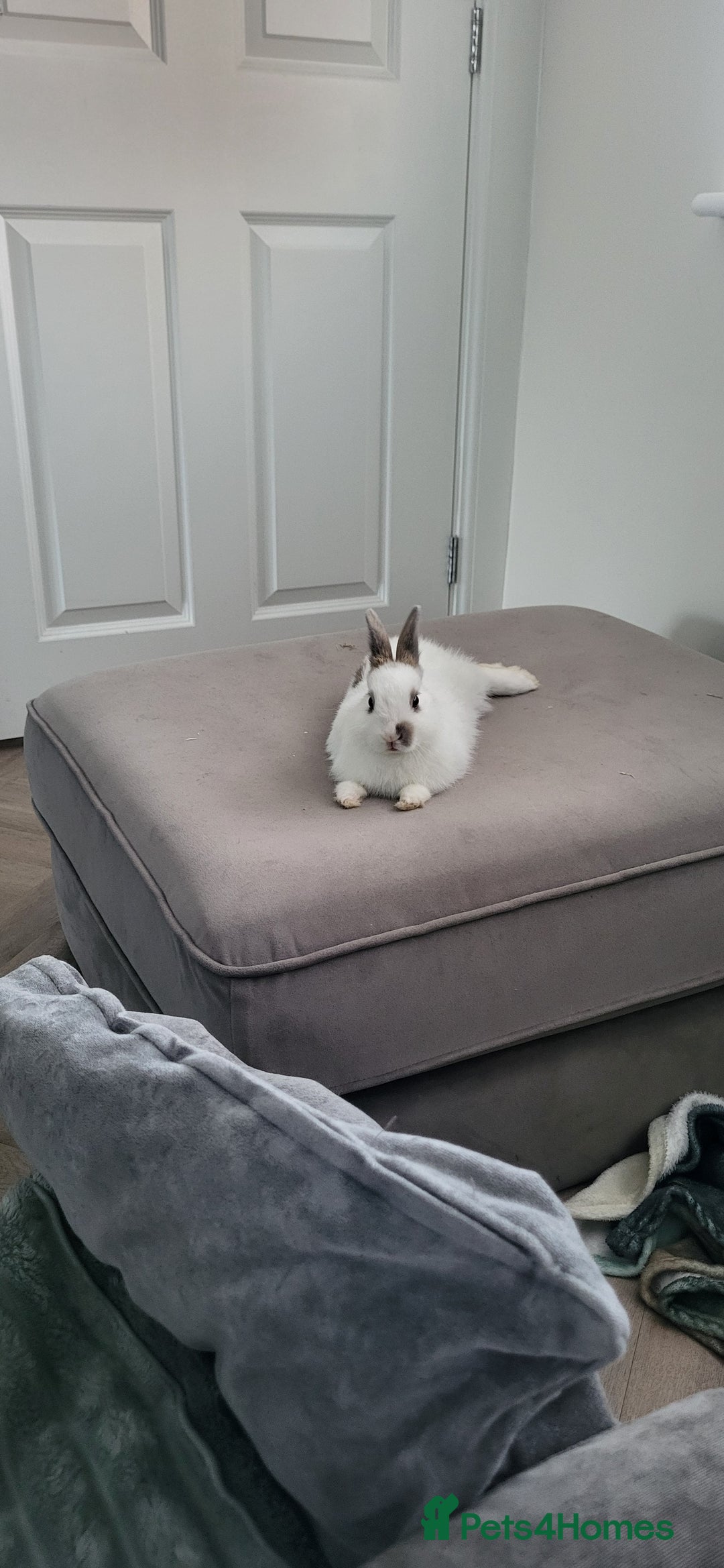 Netherland Dwarf rabbits for sale: Netherland Dwarf looking for amazing home - Image 2