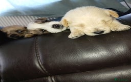 Mixed Breed dogs for sale: Patterdale mix - Image 15