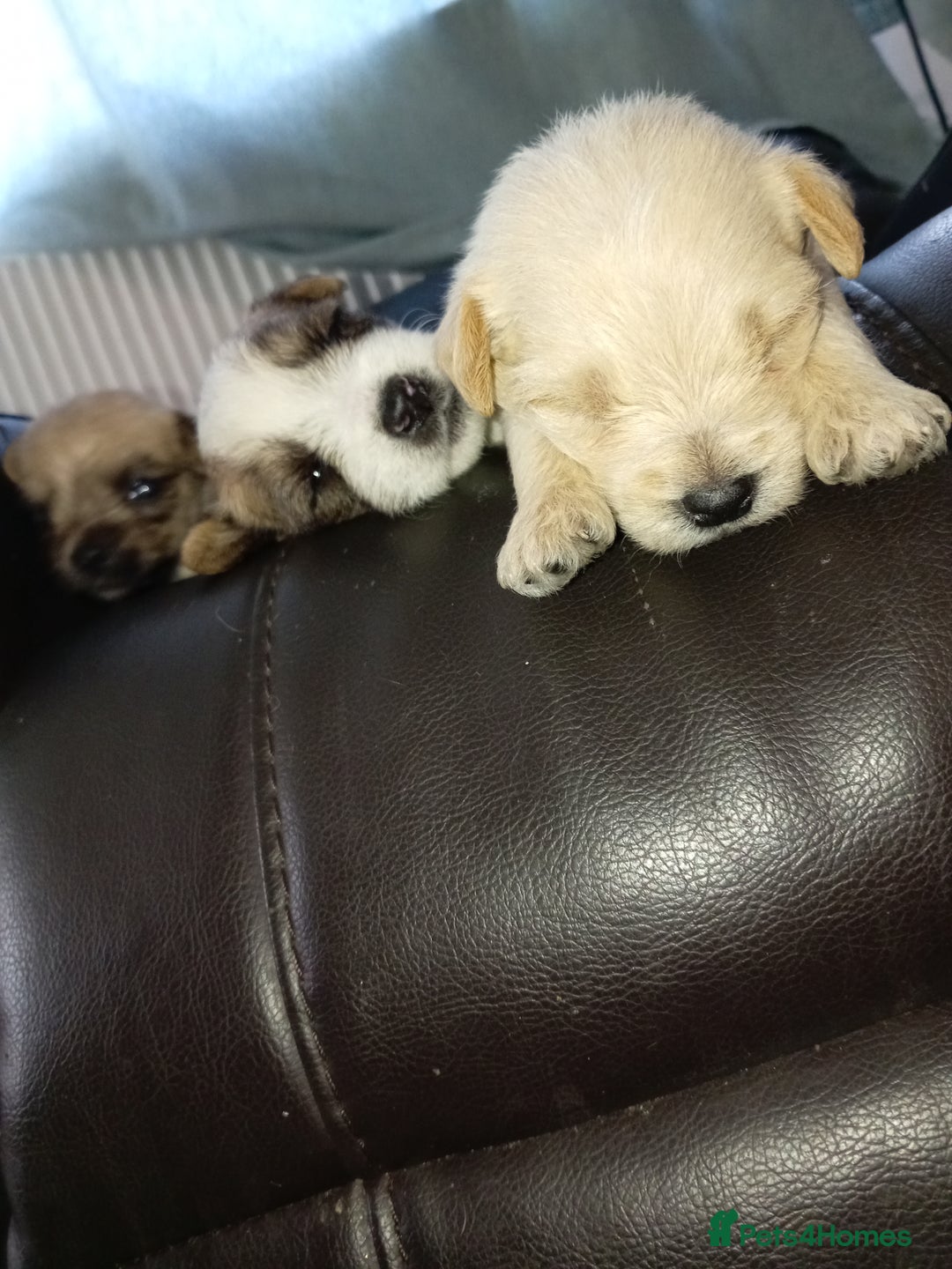 Mixed Breed dogs for sale: Patterdale mix - Image 15