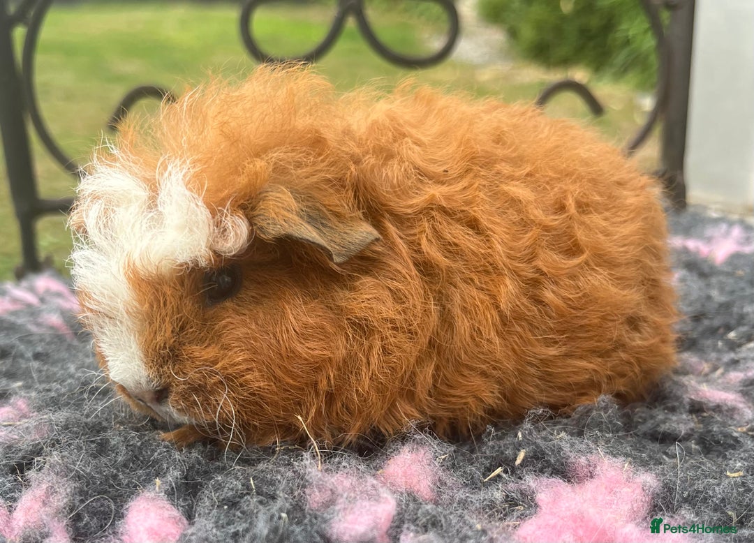 Guinea Pig rodents for sale: Sheltie, coronet,Texel, Merino guinea pigs.  - Image 8